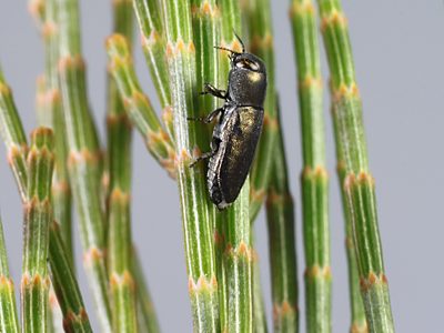 Anilara cf. aeraria, PL3408E, male, on Allocasuarina muelleriana ssp. muelleriana, SE, 4.0 × 1.7 mm